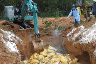Lực lượng chức năng Quảng Ngãi tiêu hủy gia cầm mắc bệnh.