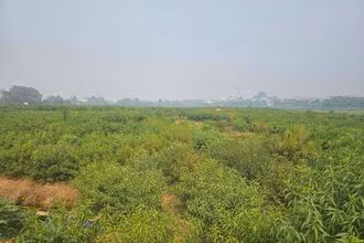 Khu đất bị bỏ hoang nằm ở trung tâm thành phố Phúc Yên.