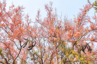 Bông ô môi khoe sắc một góc trời vùng biên giới của tỉnh Đồng Tháp.