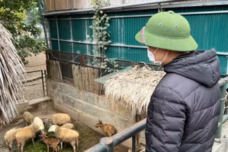 Cán bộ Vườn thú Hà Nội chăm sóc cho đàn động vật tại đây.