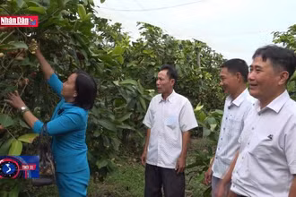 Học Bác để làm những việc có lợi cho dân