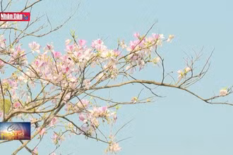 Hoa ban bung nở nơi thung lũng Mường Thanh