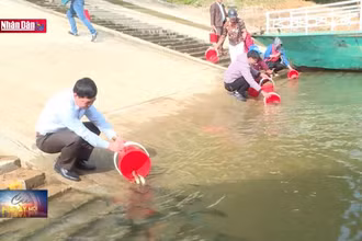 Thả cá giống tái tạo nguồn lợi thủy sản lòng hồ thủy diện Tuyên Quang