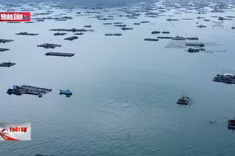 Người nuôi tôm hùm Phú Yên tìm giải pháp vượt khó