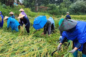Tuổi trẻ huyện Quan Sơn gặt lúa giúp dân.