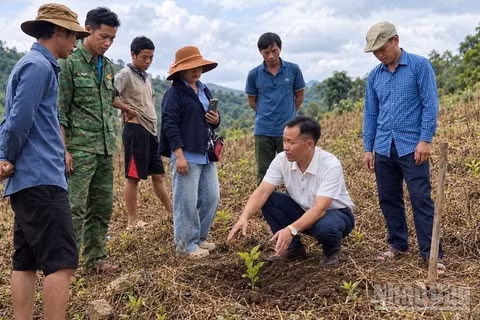 Anh Sùng A Dia (áo trắng) đang hướng dẫn người dân cách chăm sóc cây cà-phê trong giai đoạn đầu. (Ảnh: LÊ LAN)