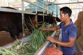 Nhân viên Vườn Quốc gia Núi Chúa-Phước Bình, tỉnh Khánh Hòa, chăm sóc đàn bò tót lai đang nuôi dưỡng. (Ảnh: NGUYỄN TRUNG)