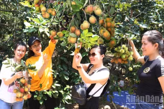 Du khách thích thú khi tham quan và chụp ảnh lưu niệm tại các nhà vườn ở xã Lâm Sơn, tỉnh Khánh Hòa đang nhân rộng mô hình du lịch sinh thái vườn cây quả. (Ảnh: NGUYỄN TRUNG)