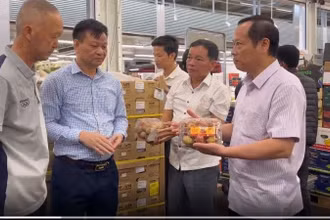 Kiểm tra chất lượng vải thiều sau khi đến nước Pháp.