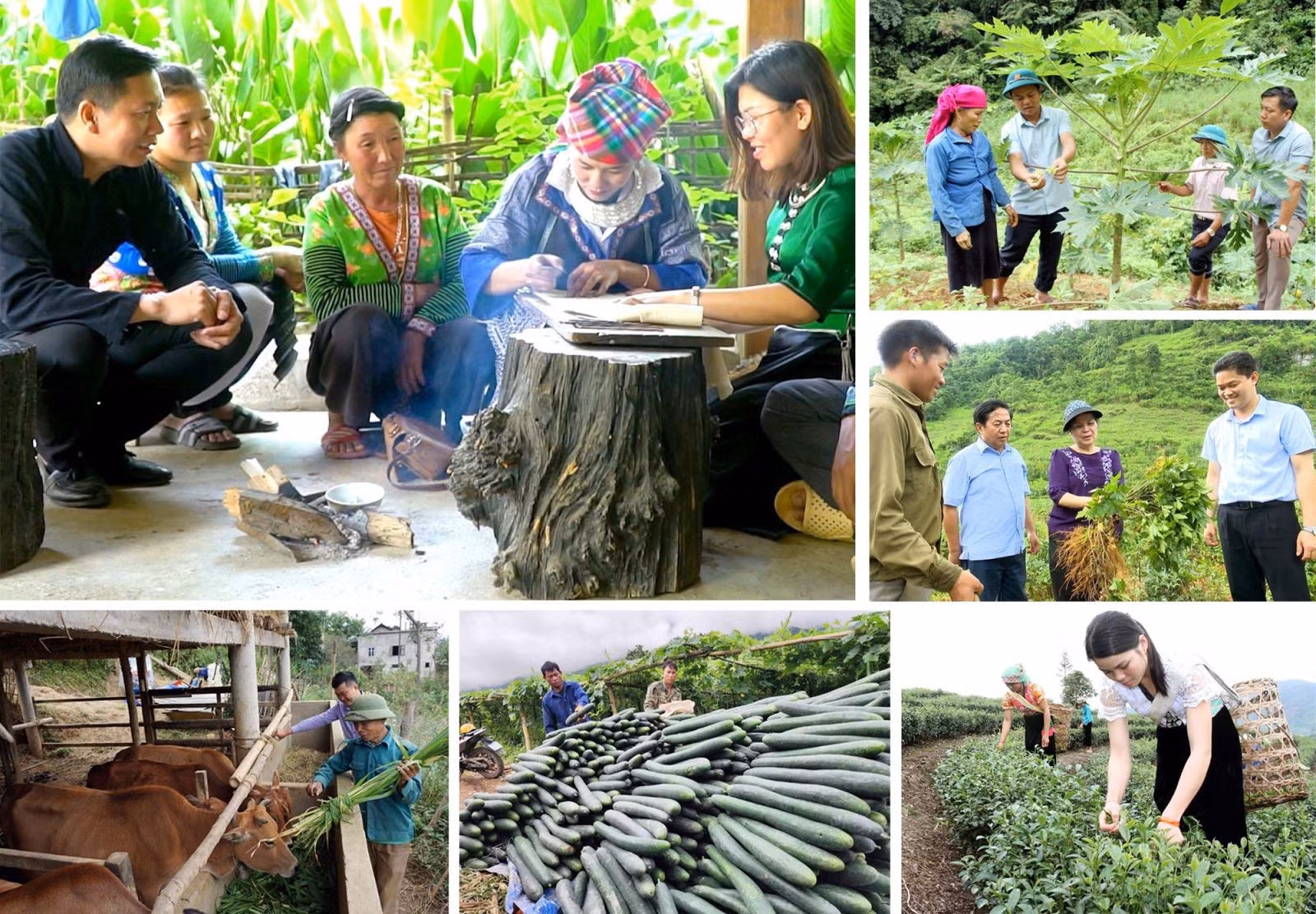 viec-thuc-hien-chuong-trinh-muc-tieu-quoc-gia-giam-ngheo-ben-vung-da-mang-lai-dien-mao-moi-cho-cac-vung-nong-thon-nhat-la-vung-sau-vung-xa-vung-dac-biet-kho-khan-o-lai-chau-anh-ttxvn.jpg