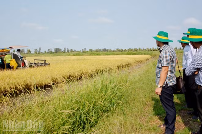 Đại biểu tham quan mô hình lúa-tôm ở xã Đông Hòa. (Ảnh minh họa)