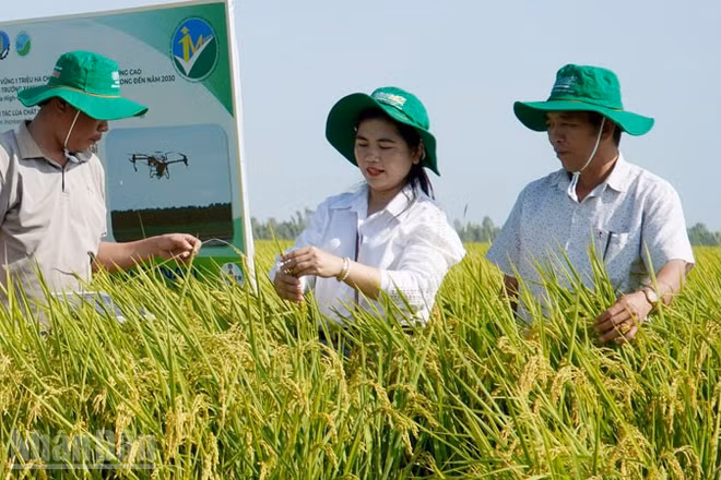 Mô hình trồng lúa theo Đề án 1 triệu ha tại tỉnh An Giang.