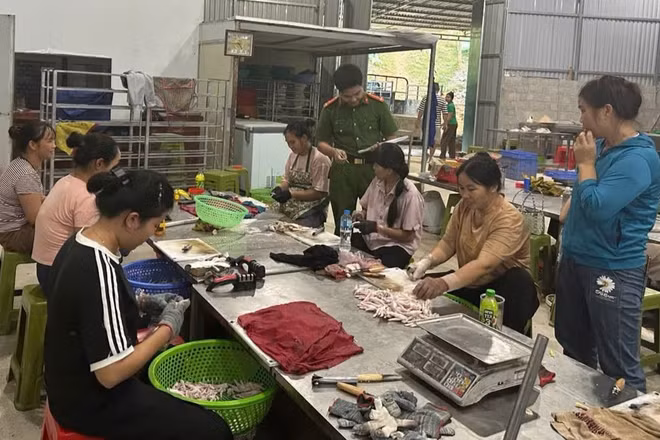 Lực lượng chức năng kiểm tra cơ sở sản xuất, chế biến chân gà tại thôn Bản Phạc, xã Quốc Khánh, tỉnh Lạng Sơn. (Ảnh: ANH KHOA)
