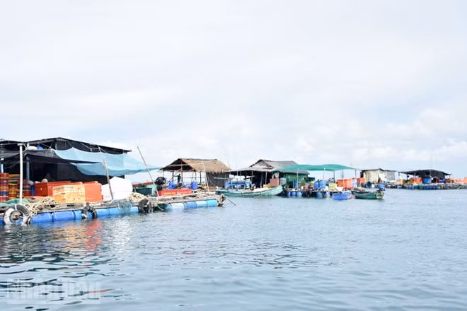 Nuôi cá trong lồng bè ở Thổ Châu. (Ảnh: QUỐC TRINH)
