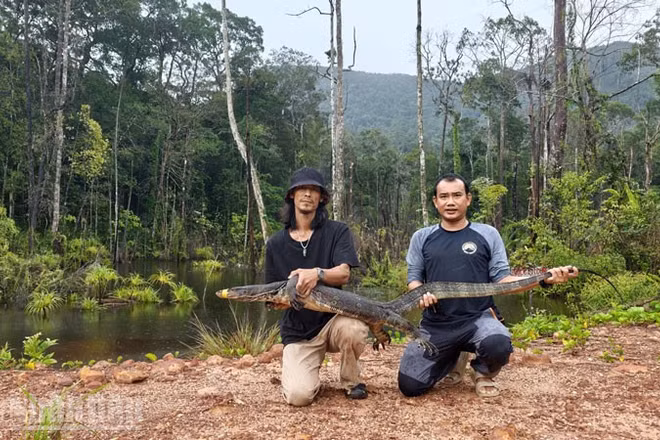 Người dân tái thả kỳ đà hoa nặng 20kg, dài 2m về rừng tự nhiên ở Phú Quốc. (Ảnh: CTV)