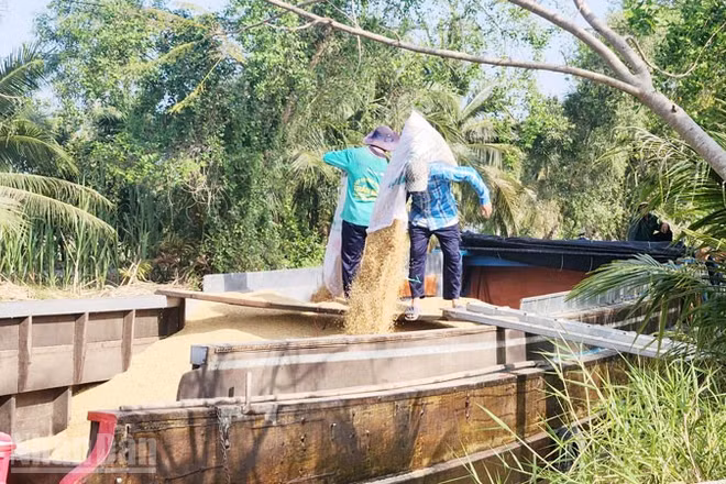 Nông dân xã Hòn Đất, tỉnh An Giang bán lúa cho thương lái.