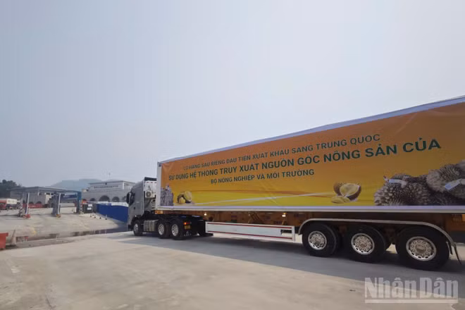 Xe chở sầu riêng xuất khẩu vào thị trường Trung Quốc theo diện Luồng xanh sử dụng hệ thống truy xuất nguồn gốc của Bộ Nông nghiệp và Môi trường tại khu vực Cửa khẩu Quốc tế Hữu Nghị, tỉnh Lạng Sơn.