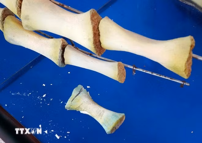 Nhiều vị trí xương sụn phục dựng của 2 bộ xương Cá Ông Lăng Tân bị hư hỏng hoàn toàn. (Ảnh: Lê Phước Ngọc/TTXVN)
