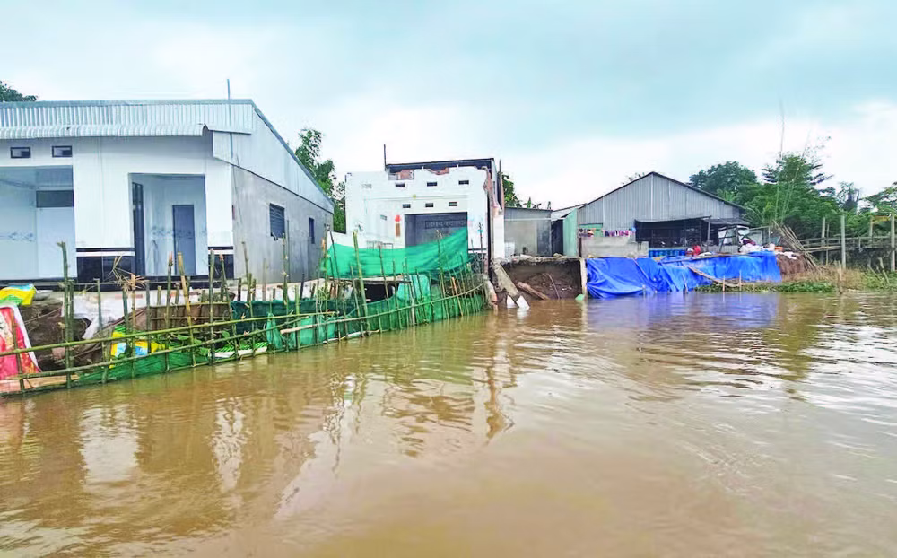 Sạt lở nhấn chìm nhiều nhà dân xuống sông Hậu.