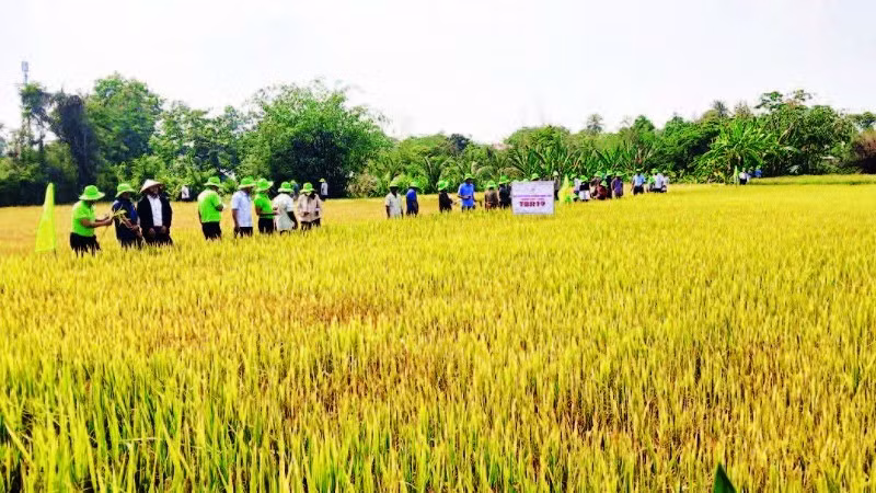 Tập huấn kỹ thuật gieo trồng, chăm sóc giống lúa mới cho nông dân xã Ia Rsai.