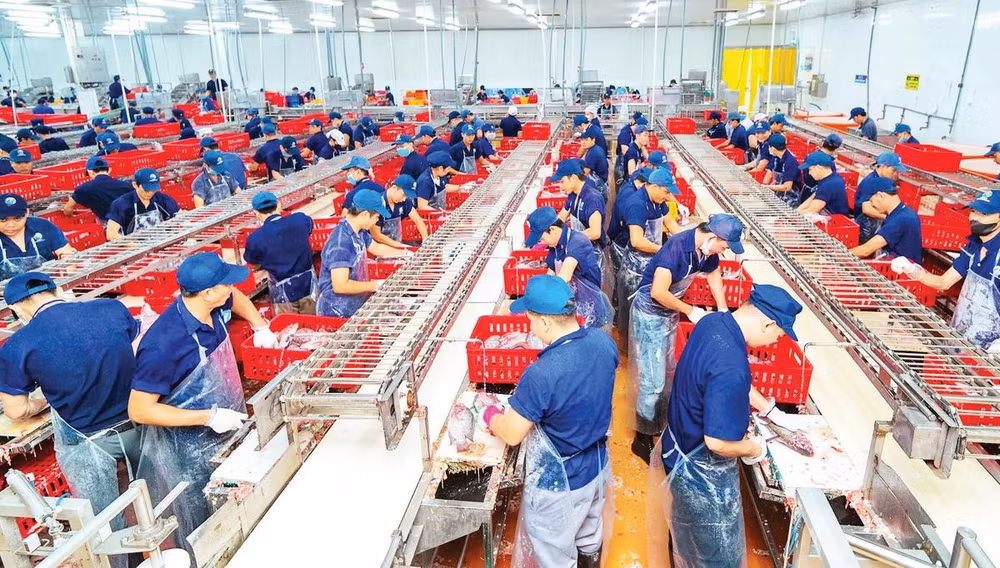 Nhà máy Thủy sản Nam Việt tại Cụm công nghiệp Mỹ Quý đang đẩy mạnh sản xuất cá tra xuất khẩu, tạo việc làm cho người lao động (Ảnh MINH HIỂN)