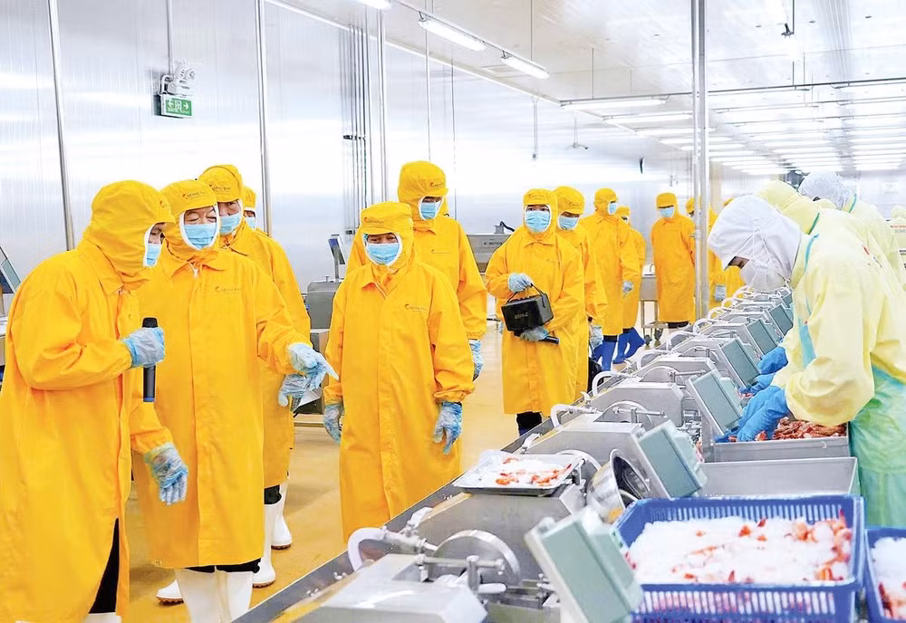 Công nhân tham gia chuỗi sản xuất trong các nhà máy chế biến thủy sản xuất khẩu tại Cà Mau, ở nhiều công đoạn sơ chế chủ yếu sử dụng lao động phổ thông.