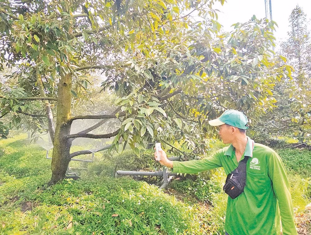Nhà vườn trồng sầu riêng điều khiển hệ thống tưới nước nhỏ giọt bằng điện thoại thông minh.