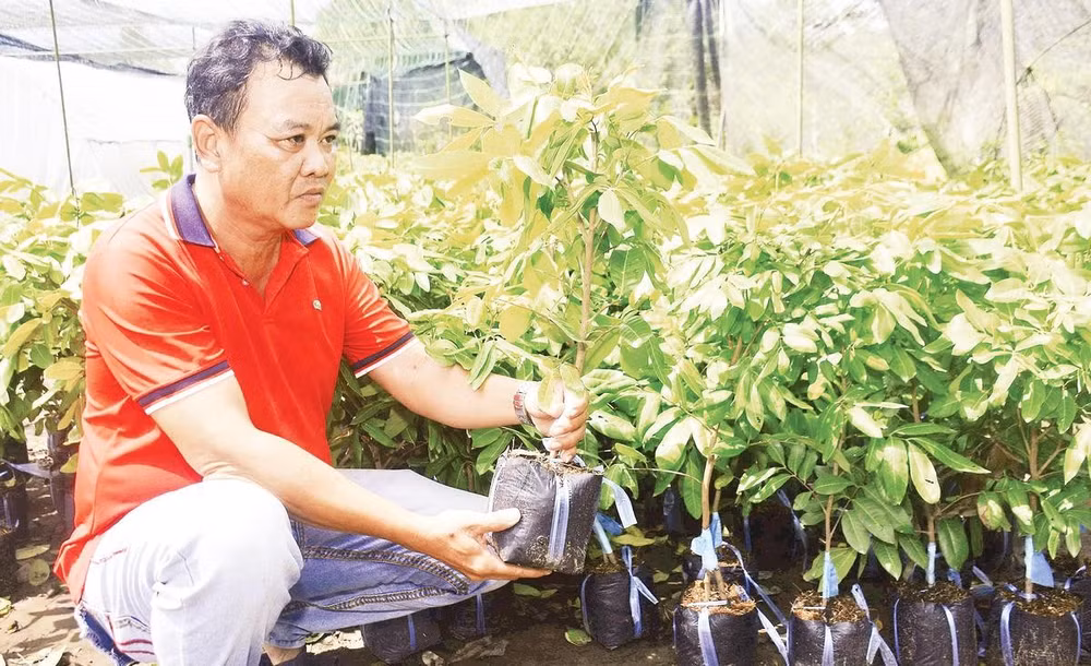 Ông Thiện nhân giống phục vụ nông dân mở rộng diện tích trồng nhãn.
