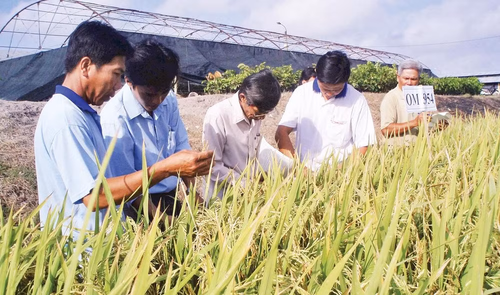 Cán bộ khuyến nông xã Liêu Tú hướng dẫn nông dân cách chăm sóc và phòng trừ dịch bệnh trên lúa.
