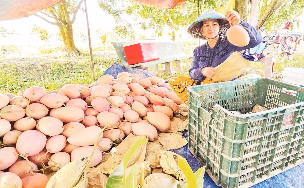 Nông dân An Giang thu hoạch cây ăn trái.