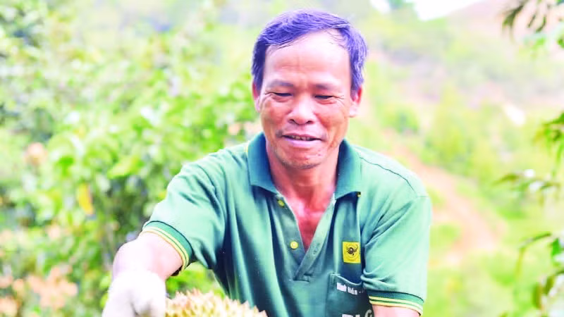 Người dân Lâm Đồng phấn khởi vào vụ thu hoạch sầu riêng.