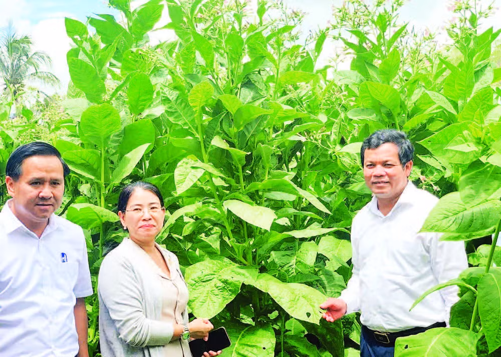 Chủ tịch Hội đồng nhân dân tỉnh Quảng Ngãi Nguyễn Đức Tuy (bên phải) kiểm tra mô hình trồng cây thuốc lá, một trong những giống cây mới ở các xã miền núi tỉnh Quảng Ngãi.