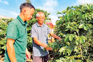Nông dân xã Quài Tở chăm sóc cây cà-phê, một trong hai loại cây chủ lực được tỉnh ưu tiên mở rộng diện tích.