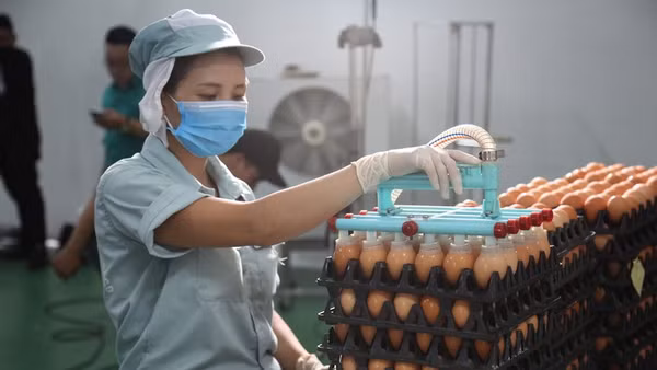 Chế biến trứng gà ăn liền tại Dabaco Group.