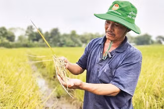 Nông dân Tây Ninh trồng lúa sạch, hiệu quả kinh tế cao.