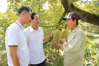 Ông Lê Văn Sáu (bên phải) chia sẻ kinh nghiệm, kỹ thuật trồng sầu riêng.