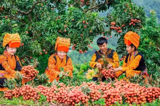Thu hoạch vải tại Bắc Giang. (Ảnh: nhandan.vn)