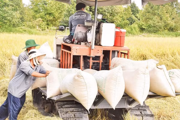 Nông dân Đồng Tháp sản xuất lúa.