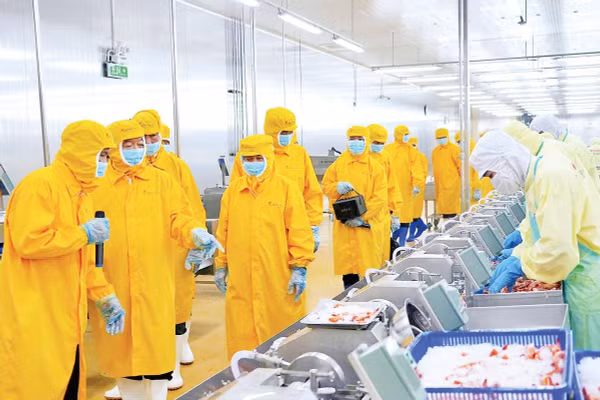 Công nhân tham gia chuỗi sản xuất trong các nhà máy chế biến thủy sản xuất khẩu tại Cà Mau, ở nhiều công đoạn sơ chế chủ yếu sử dụng lao động phổ thông.
