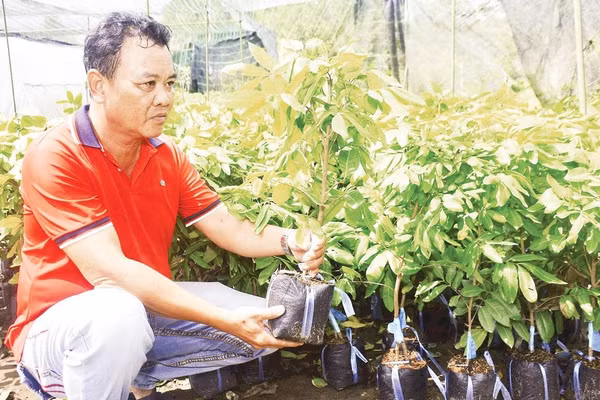 Ông Thiện nhân giống phục vụ nông dân mở rộng diện tích trồng nhãn.