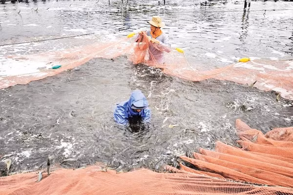 Nông dân xã Thạnh Hải (tỉnh Vĩnh Long) phát triển mô hình nuôi tôm ứng dụng công nghệ cao.