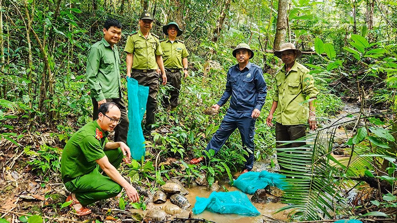Lực lượng chức năng tái thả các cá thể rùa về môi trường tự nhiên. (Ảnh: PHÚC THẮNG)
