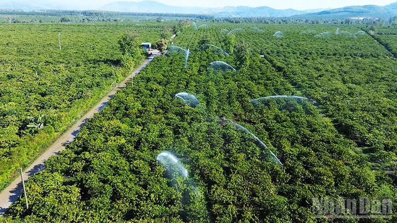 Tưới cà-phê tại cánh đồng mẫu ứng dụng công nghệ cao.