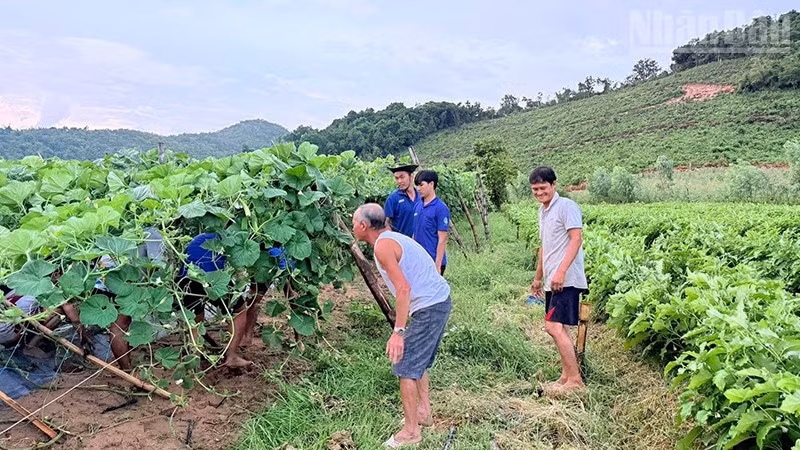 Các chiến sĩ Chiến dịch Mùa hè xanh 2026 của Trường đại học Sư phạm Thể dục Thể thao Thành phố Hồ Chí Minh hỗ trợ người dân dựng lại vườn bầu bị hư hỏng, ngã đổ do ảnh hưởng của thiên tai. (Ảnh: PHÚC THẮNG)