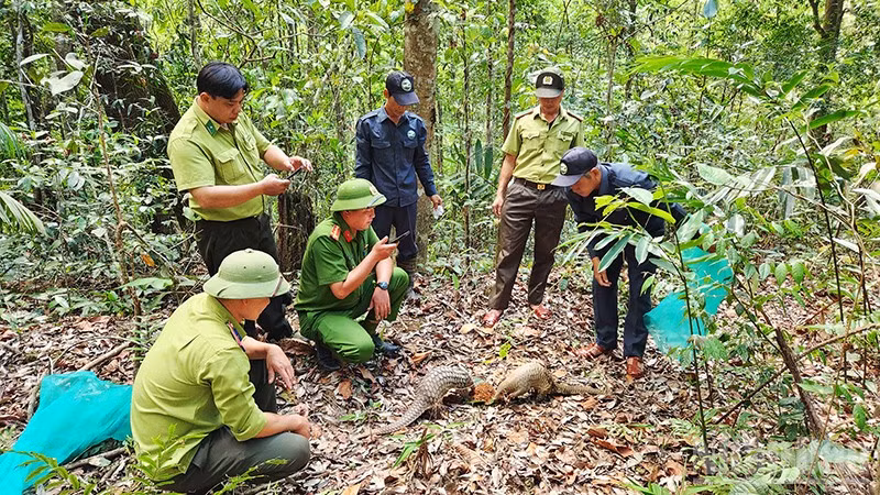 Lực lượng chức năng thả cá thể tê tê về môi trường tự nhiên.
