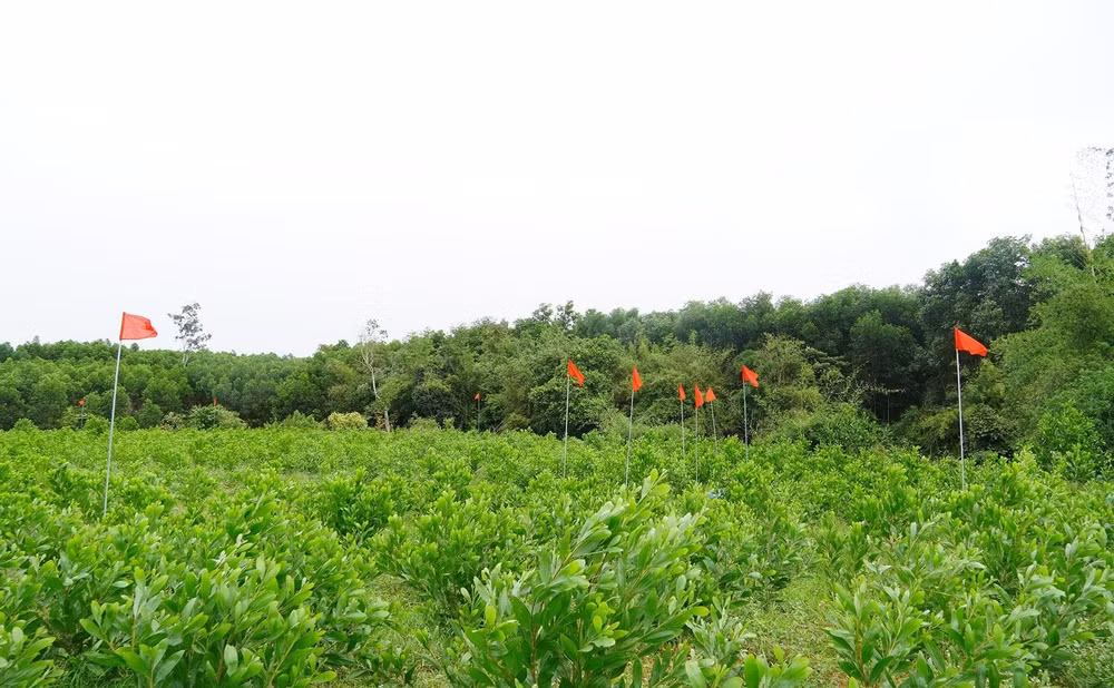 dsc09585-1.jpg