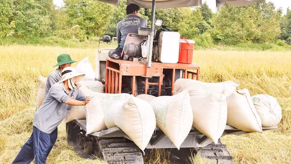 Nông dân Đồng Tháp sản xuất lúa.