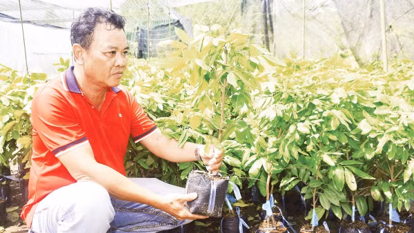 Ông Thiện nhân giống phục vụ nông dân mở rộng diện tích trồng nhãn.