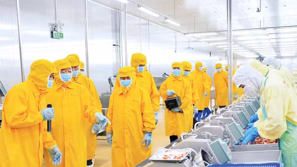 Công nhân tham gia chuỗi sản xuất trong các nhà máy chế biến thủy sản xuất khẩu tại Cà Mau, ở nhiều công đoạn sơ chế chủ yếu sử dụng lao động phổ thông.