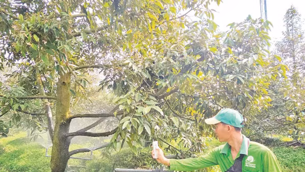 Nhà vườn trồng sầu riêng điều khiển hệ thống tưới nước nhỏ giọt bằng điện thoại thông minh.